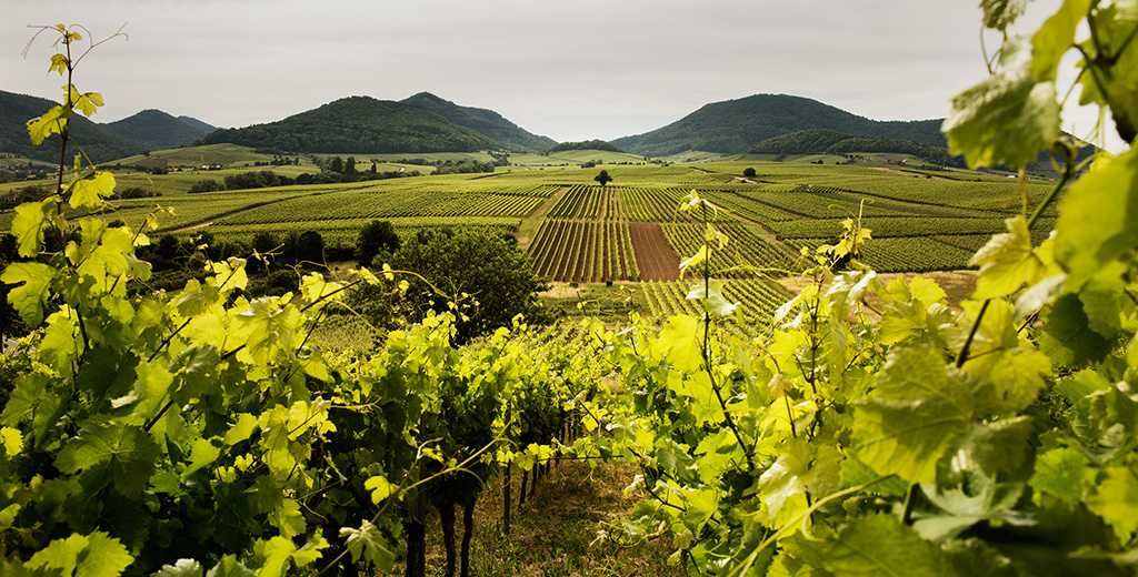 Weinregion Pfalz / Deutschland